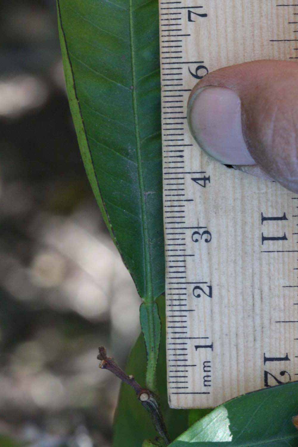              Unifoliolate leaf (Riverside, CA)       
